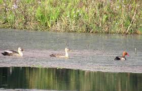 कैलालीस्थित घोडाघोडीमा हरिहाँसको गणना हुँदै !