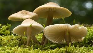 कञ्चनपुरमा जङ्गली च्याउ खाँदा आमा-छोरी बिरामी