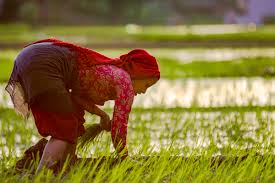 कञ्चनपुरमा ६० प्रतिशत धान रोपाइँ सम्पन्न