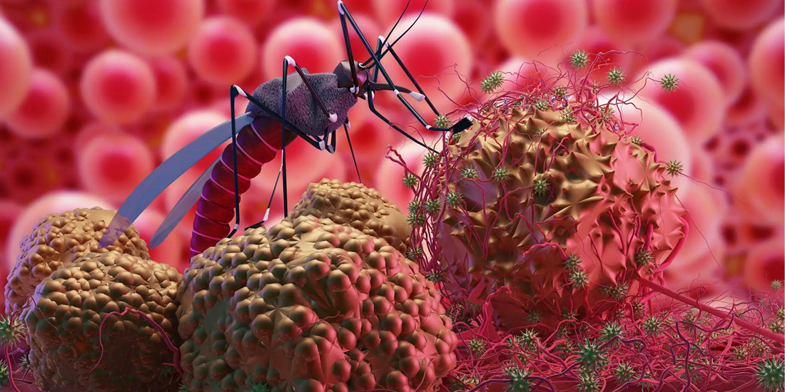 कञ्चनपुरमा औलोको बिरामी बढ्दै !