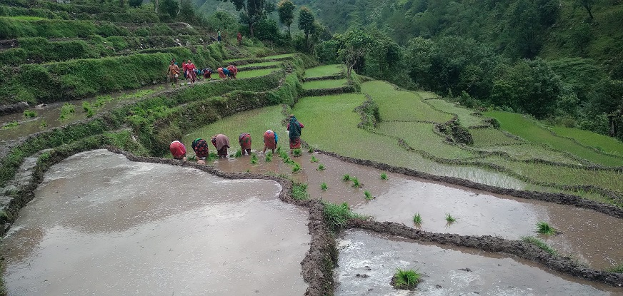 बाजुरामा ७५ प्रतिशत धान रोपाइँ सम्पन्न