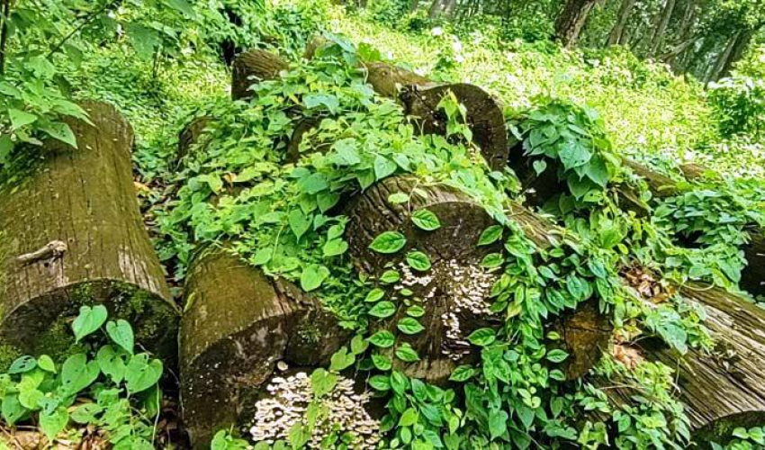 बाह्रवनमा कुहिँदै करोडौँको काठ