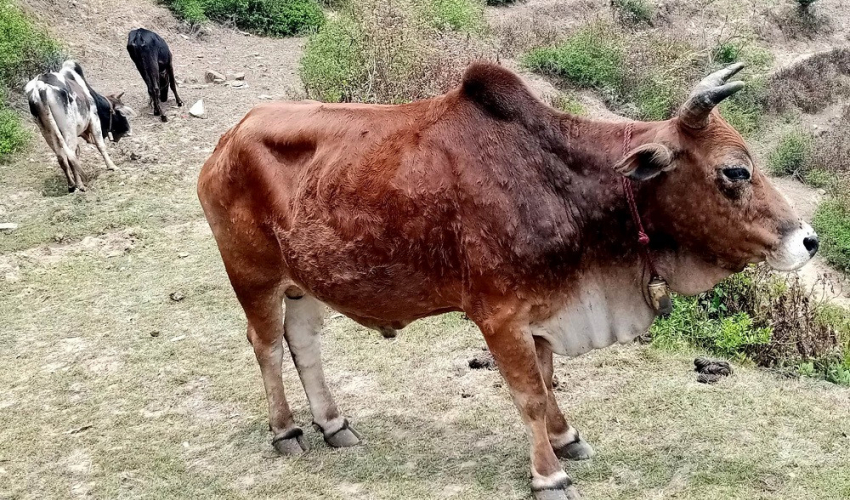 बैतडीका पशुमा खरी र लम्पी स्कीन सङ्क्रमण पुनः देखियो