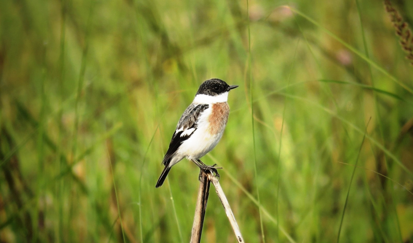 शुक्लाफाँटामा विश्वकै दुर्लभ १९ प्रजातिका चरा