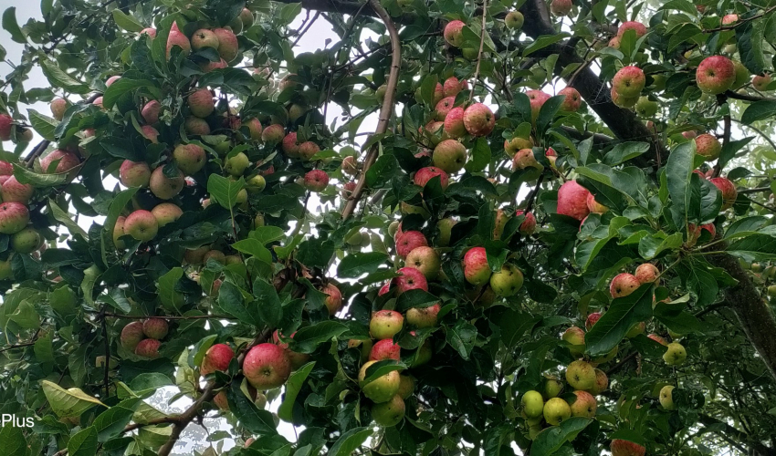 बाजुराका स्याउ काँचै, ढुवानीमा अनुदानको प्रक्रिया अगाडि बढेन