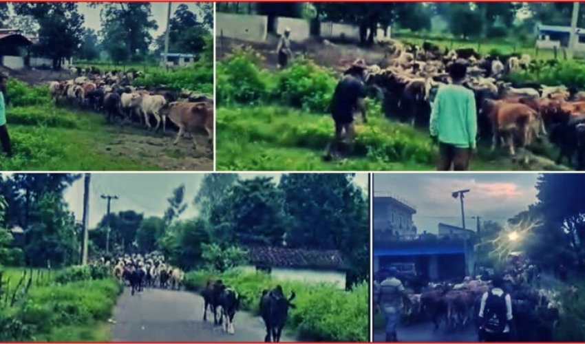 गोदावरी नगरपालिकाद्वारा २ सय बढी गाईबस्तुको व्यवस्थापन