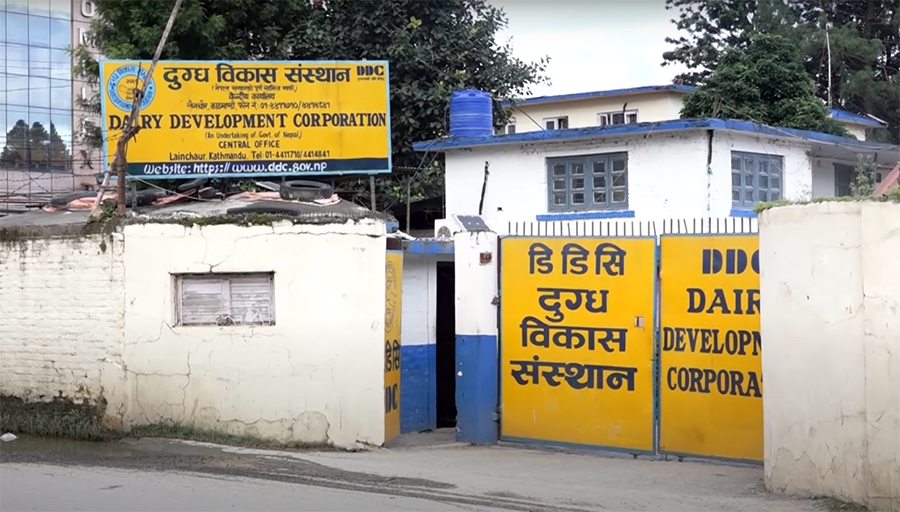 उखु किसानपछि दूध उत्पादक किसान पनि आन्दोलनमा, आज डीडीसी कार्यालयमा धर्ना