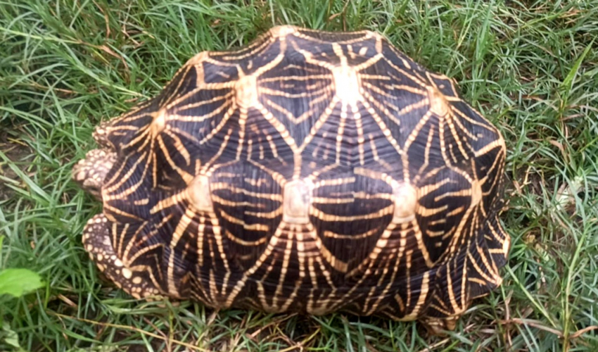 कैलालीमा नयाँ प्रजातिको कछुवा फेला