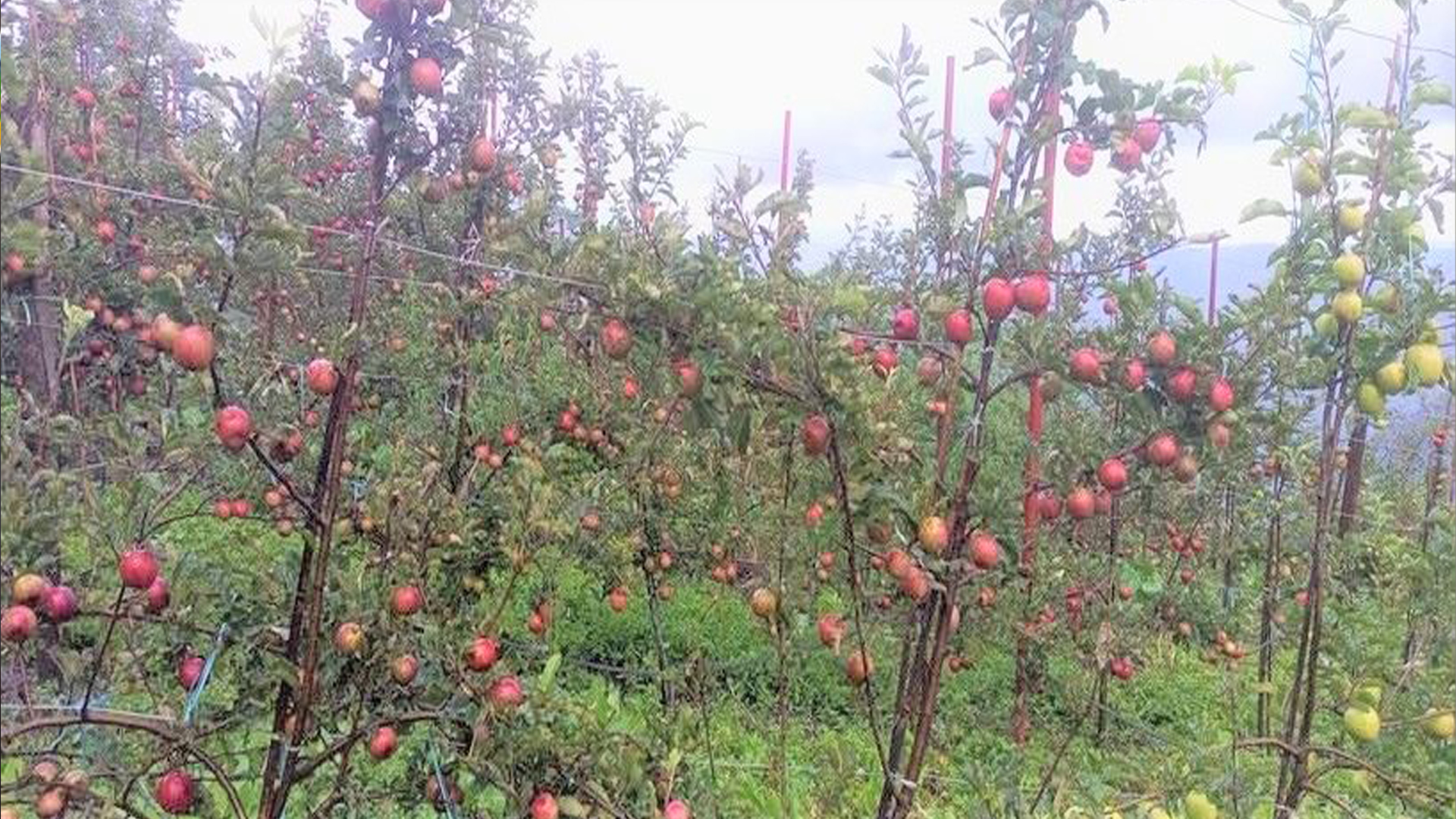बाजुरामा स्याउ पाक्ने बेलामा बाटो बन्द,किसानलाई चिन्ता