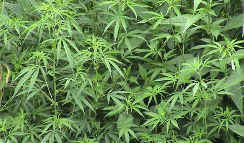 गाँजा खेतीलाई कानुनी मान्यता दिने गण्डकी प्रदेशको तयारी 