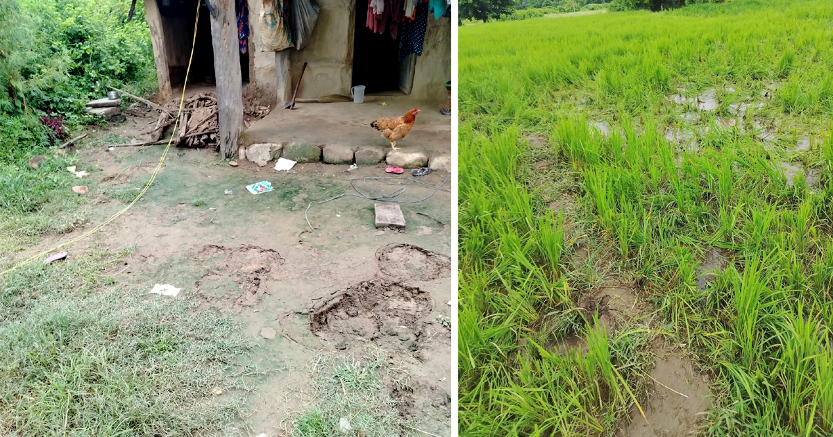 कृष्णपुर नगरपालिकाको दोमिल्लामा जङ्गली हात्ती बस्तीमा प्रवेश, स्थानीय त्रसित