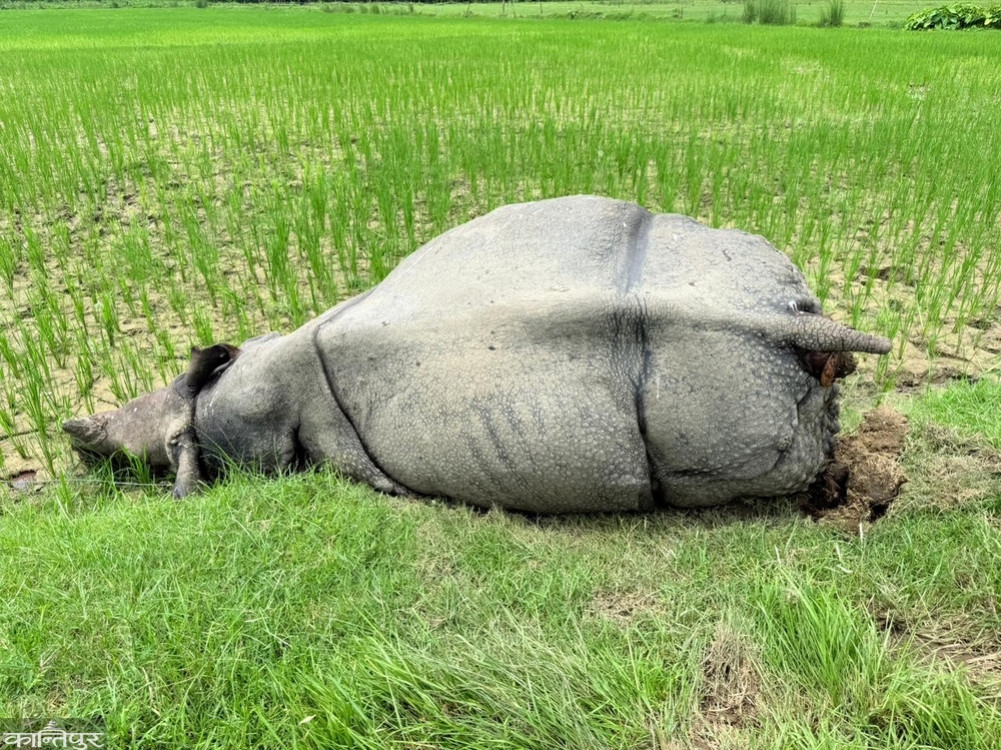 धान खेतमा मृत भेटियो गैंडा