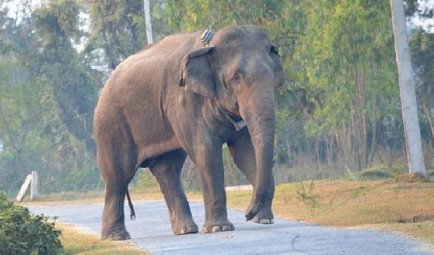 जङ्गली हात्ती दिउँसै बस्तीमा पसेपछि…