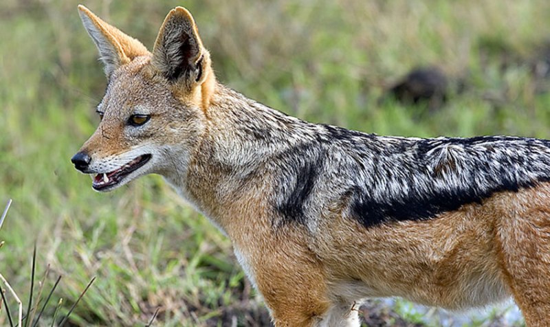 दार्चुलामा स्यालको आक्रमणबाट ४ जना घाइते