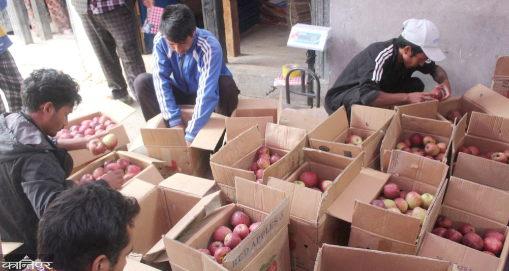 स्याउ कम फल्दा जुम्लाका किसान चिन्तित 