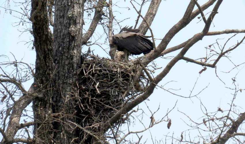 सुदूरपश्चिम प्रदेशमा गिद्धको अवस्था सुधारोन्मुख