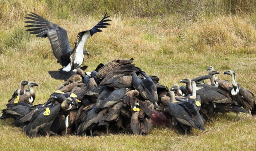 आज अन्तरराष्ट्रिय गिद्ध सचेतना दिवस मनाइँदै