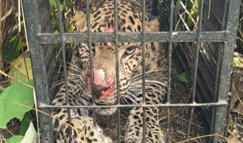 टीकापुरमा राति आतङ्क मच्चाउने चितुवा नियन्त्रणमा