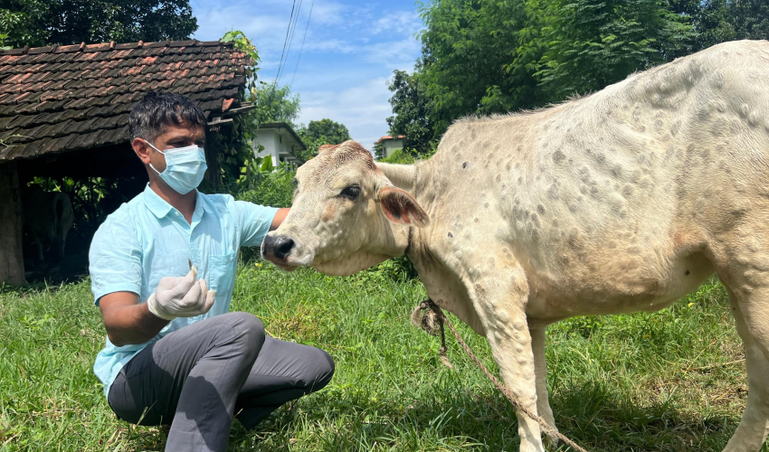 शुक्लाफाँटामा गाईको बाच्छीमा लम्पी स्किन रोग सङ्क्रमण पुष्टि