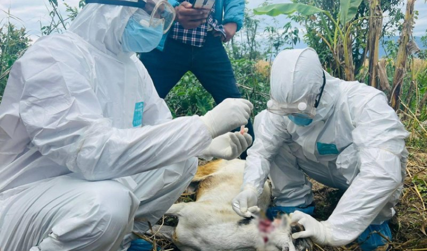 सुदूरपश्चिममा रेबिज सङ्क्रमण बढ्दो, नियन्त्रणमा चुनौती