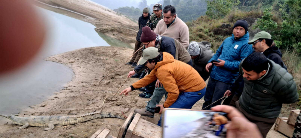 घडियाल प्रजनन् केन्द्रका १० गोही खोला र निकुञ्जमा छाडियो