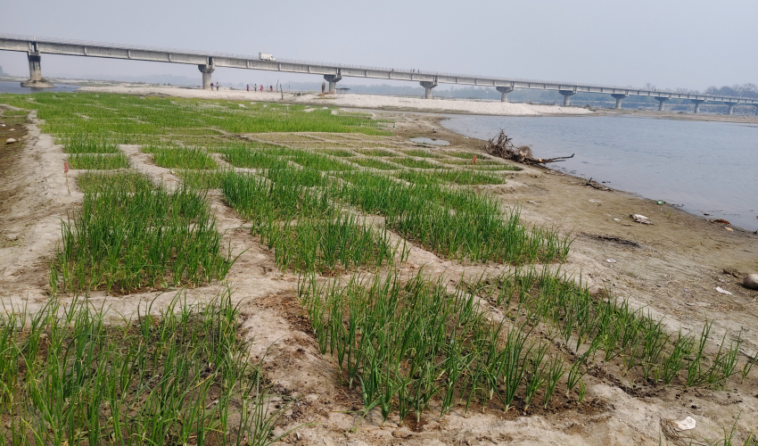 कर्णाली नदी बगरमा लोभलाग्दो प्याजखेती