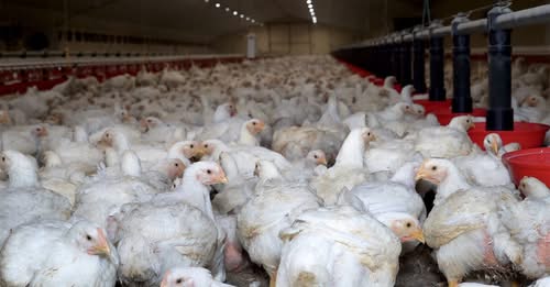 कैलालीमा मरेको ब्रोइलर कुखुराको मासु खादा दुई बालकको मृत्यु, आमा र भाइ बिरामी