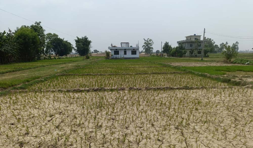 कैलालीमा वर्षा नहुँदा राेपेकाे धान सुक्न थाल्याे