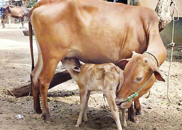 गाईलाई राष्ट्रिय पशु घोषित गर्न भारतका मुस्लिमहरूको माग, भाजपा सरकार अप्ठेरोमा