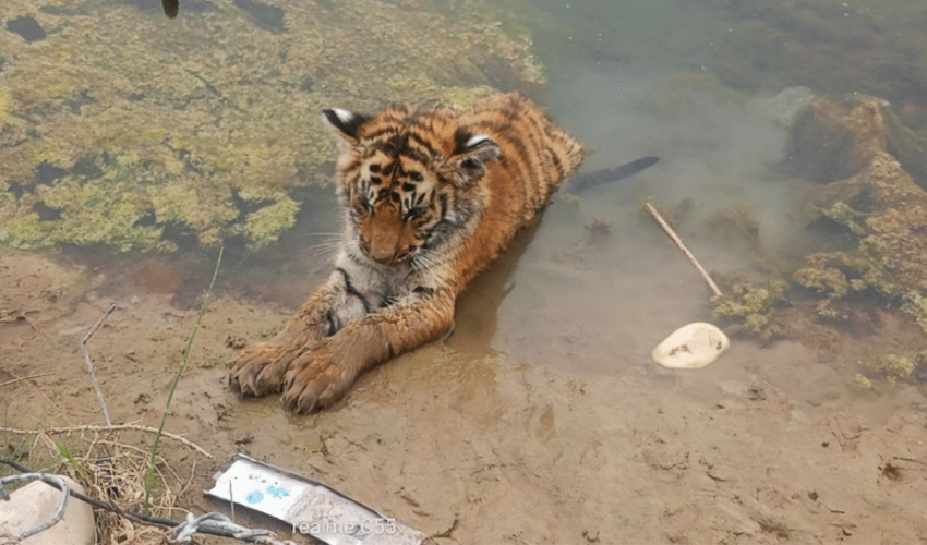 कञ्चनपुरमा हिलोमा फसेको बाघको बच्चाको मृत्यु