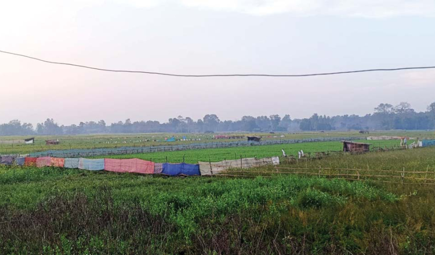 कैलालीका किसानलाई निर्वाचनभन्दा बालीको चिन्ता